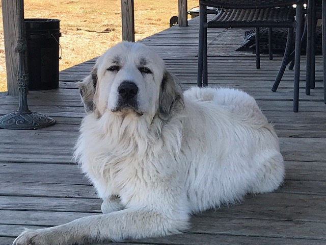 Pyrenees Relaxing on the Farm