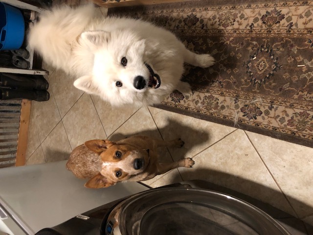Dogs waiting patiently for treats