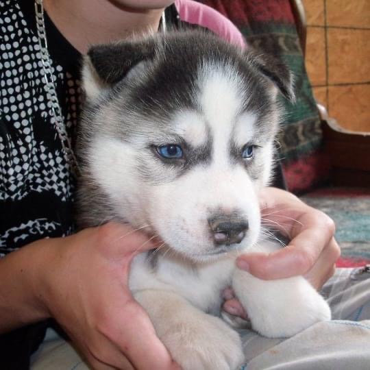 Siberian Husky Puppy