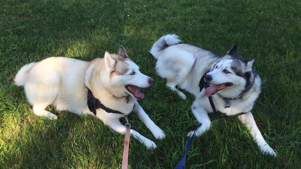 Siberian Huskies sitting in the grass