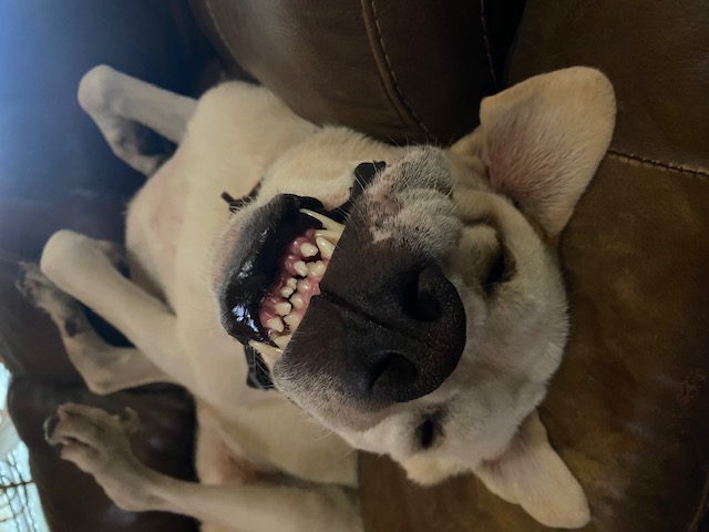 Dog sleeping on the couch